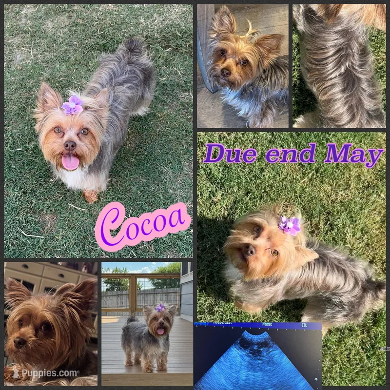 Akc litter coming soon , a  Yorkshire Terrier for sale in New Braunfels, TX – Photo 1 of 1