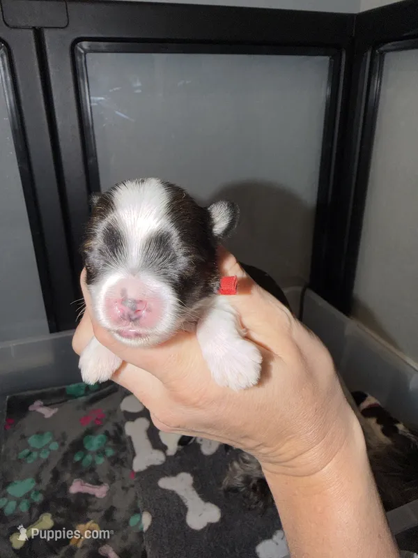 Brindle Parti male charting 5-5.5 pounds (RED COLLAR) – Yorkshire Terrier puppy for sale in New Braunfels, TX