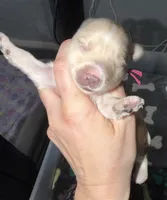 CKC Blonde Parti  pink collar , a female Yorkshire Terrier for sale in New Braunfels, TX – 2 of 3
