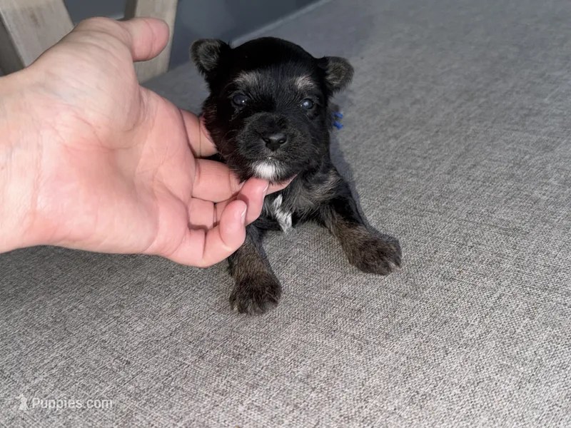 Blue collar  – Yorkshire Terrier puppy for sale in New Braunfels, TX