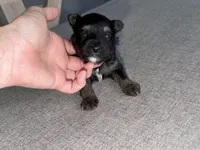 Blue collar , a male Yorkshire Terrier for sale in New Braunfels, TX – 1 of 3