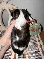 Brindle Parti male (RED COLLAR), a male Yorkshire Terrier for sale in New Braunfels, TX – 4 of 4