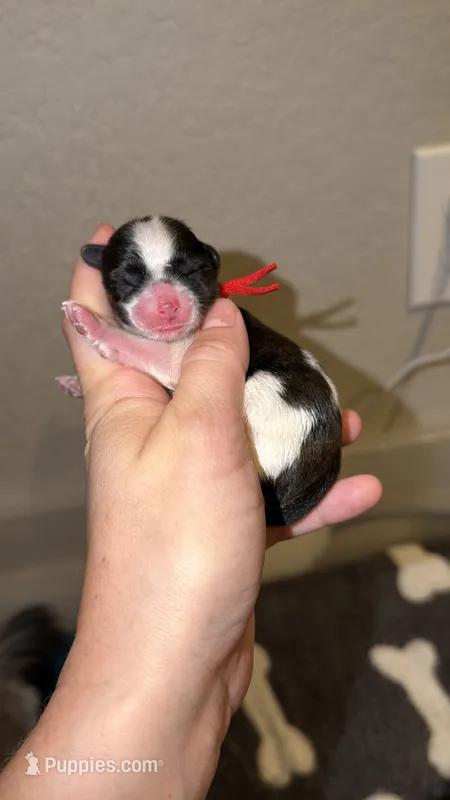 Brindle Parti male charting 5-5.5 pounds (RED COLLAR) – Yorkshire Terrier puppy for sale in New Braunfels, TX