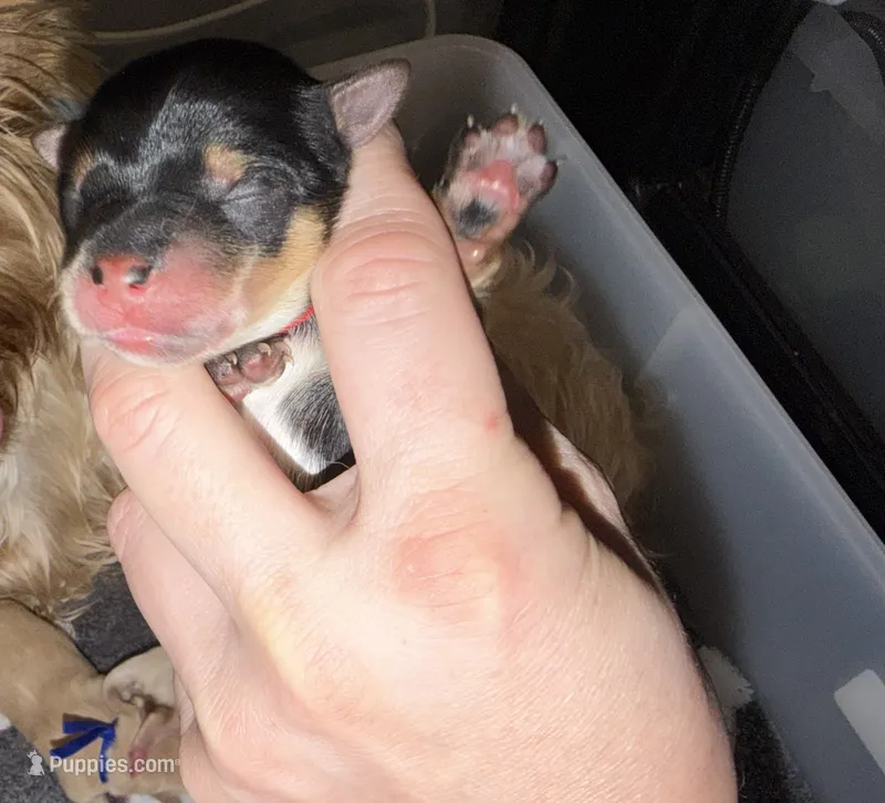 Ckc Red Collar – Yorkshire Terrier puppy for sale in New Braunfels, TX