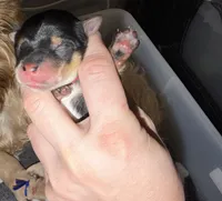 Ckc Red Collar, a female Yorkshire Terrier for sale in New Braunfels, TX – 1 of 2