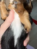 Traditional red collar , a male Yorkshire Terrier for sale in New Braunfels, TX – 2 of 2