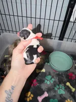 Parti (red collar), a male Yorkshire Terrier for sale in New Braunfels, TX – 2 of 3