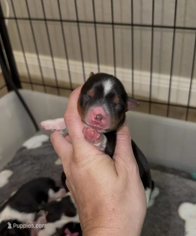 Aqua collar  – Yorkshire Terrier puppy for sale in New Braunfels, TX