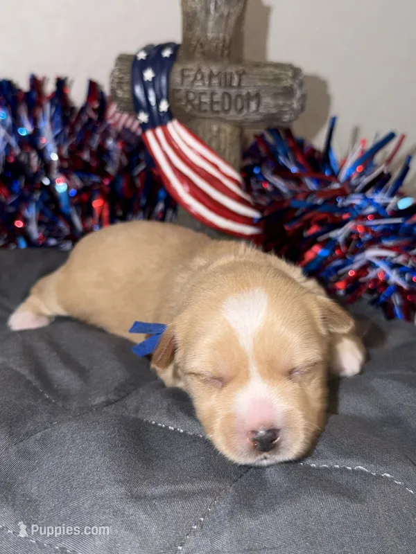 CKC Blonde Parti blue collar  – Yorkshire Terrier puppy for sale in New Braunfels, TX