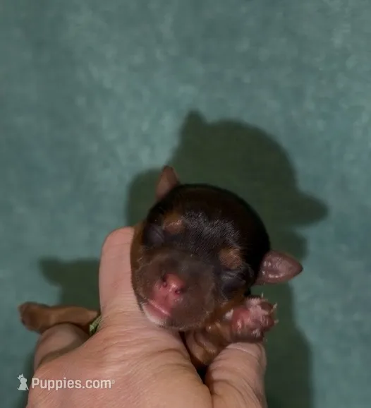 Charting 5-6 p green collar  – Yorkshire Terrier puppy for sale in New Braunfels, TX