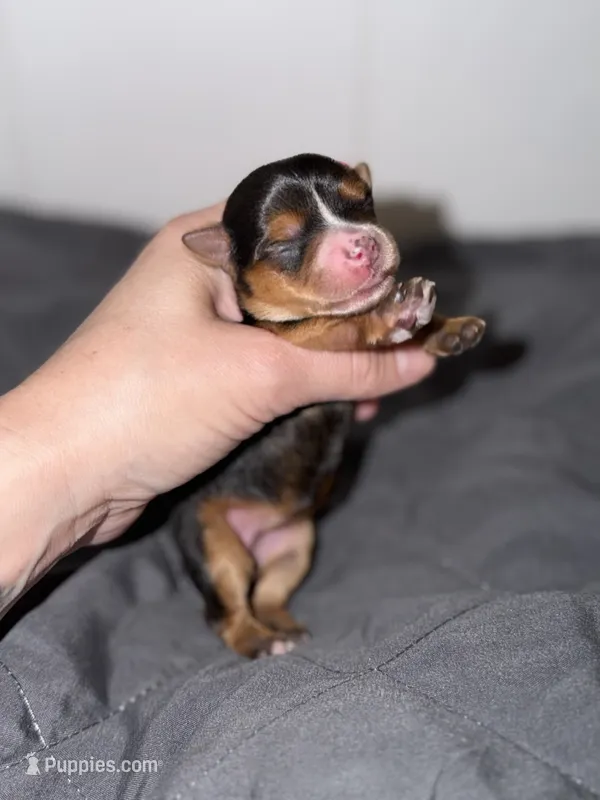 Pink collar female TINY GIRL – Yorkshire Terrier puppy on hold in New Braunfels, TX