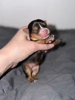 Pink collar female TINY GIRL, a female Yorkshire Terrier for sale in New Braunfels, TX – 1 of 3