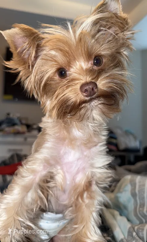 Max, a male Yorkshire Terrier for sale in New Braunfels, TX – 1 of 2