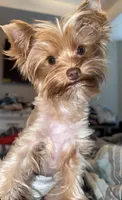 Max, a male Yorkshire Terrier for sale in New Braunfels, TX – 1 of 2