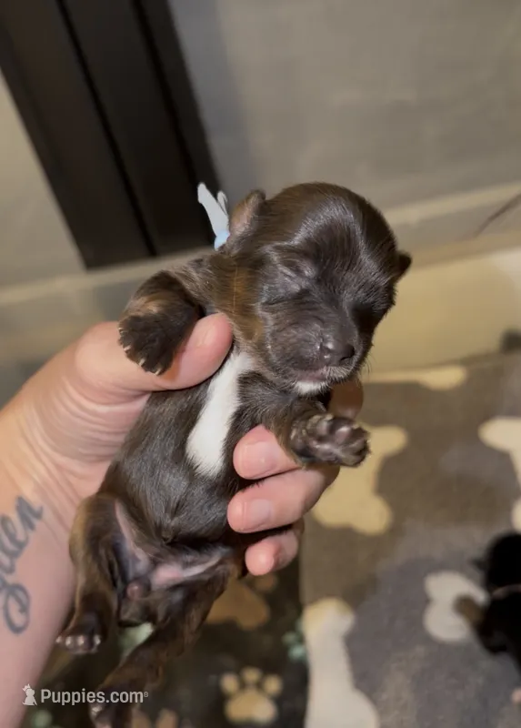 Brindle charting 6.5-7 pounds (BABY BLUE COLLAR) – Yorkshire Terrier puppy for sale in New Braunfels, TX