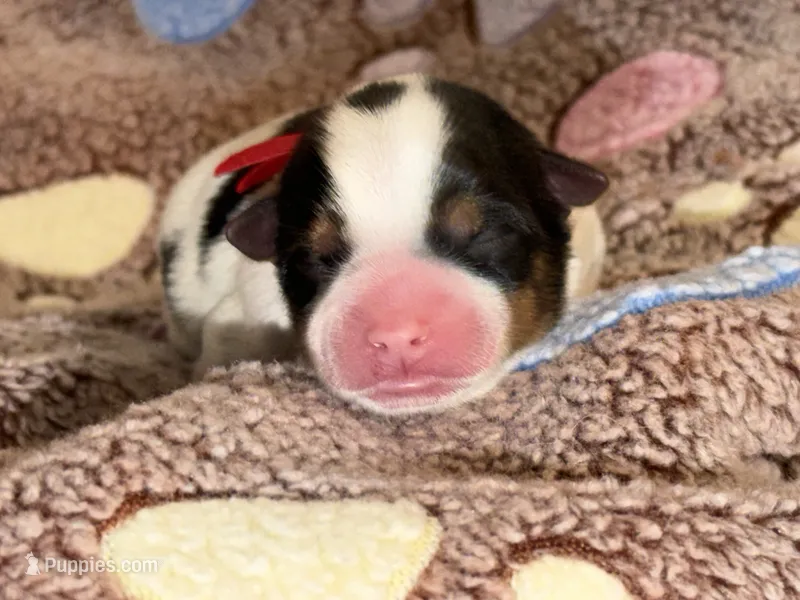 CKC REG RED COLLAL PARTI  – Yorkshire Terrier puppy for sale in New Braunfels, TX