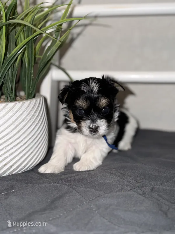 Tiny Ckc blue collar male  – Yorkshire Terrier puppy for sale in New Braunfels, TX