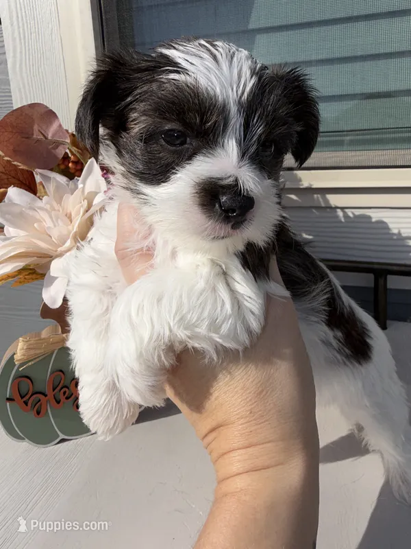 Brindle Parti female (pink collar)  – Yorkshire Terrier puppy for sale in New Braunfels, TX