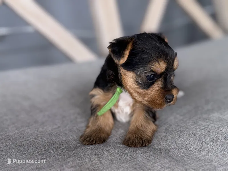 Traditional green collar  – Yorkshire Terrier puppy for sale in New Braunfels, TX