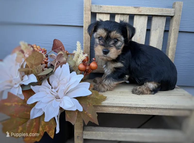 Female purple collar  – Yorkshire Terrier puppy for sale in New Braunfels, TX
