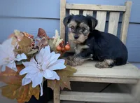 Female purple collar , a female Yorkshire Terrier for sale in New Braunfels, TX – 1 of 1