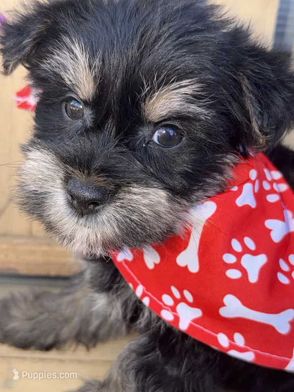 Traditional  – Yorkshire Terrier puppy for sale in New Braunfels, TX