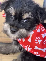 Traditional , a male Yorkshire Terrier for sale in New Braunfels, TX – 1 of 3