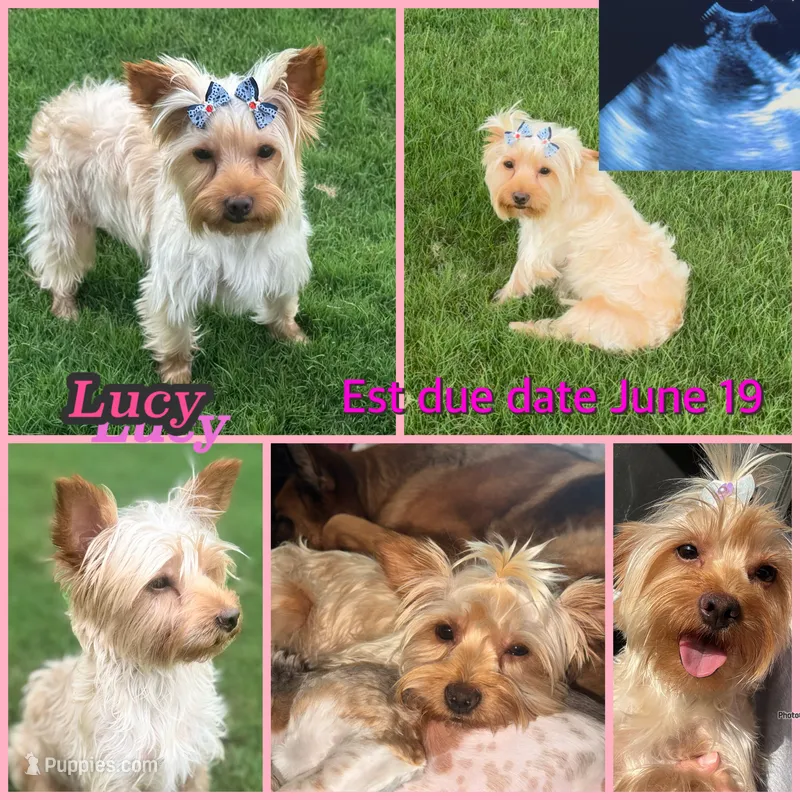 CKC Puppies coming soon  – Yorkshire Terrier puppy for sale in New Braunfels, TX