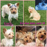 CKC Puppies coming soon , a  Yorkshire Terrier for sale in New Braunfels, TX – 1 of 1