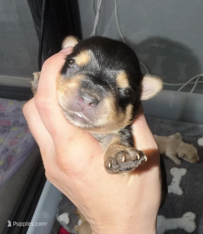 Ckc Red Collar – Yorkshire Terrier puppy for sale in New Braunfels, TX