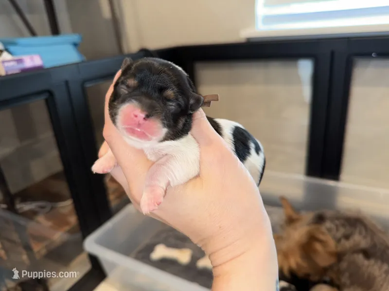 CKC REG Brown Collar Male  – Yorkshire Terrier puppy for sale in New Braunfels, TX