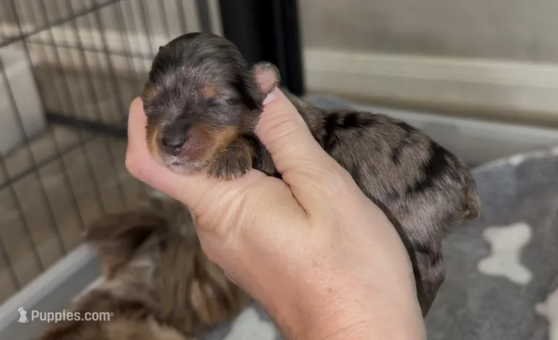 Blueberry Merle (pink collar) – Yorkshire Terrier puppy for sale in New Braunfels, TX