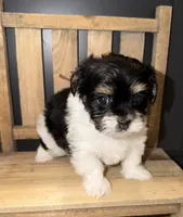 CKC REG Brown Collar Male , a male Yorkshire Terrier for sale in New Braunfels, TX – 3 of 4
