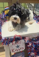 APRI/CKC Reg female 8 pounds , a female Yorkshire Terrier for sale in New Braunfels, TX – Photo 2 of 5