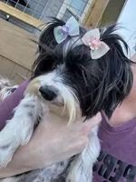 APRI/CKC Reg female 8 pounds , a female Yorkshire Terrier for sale in New Braunfels, TX – Photo 4 of 5