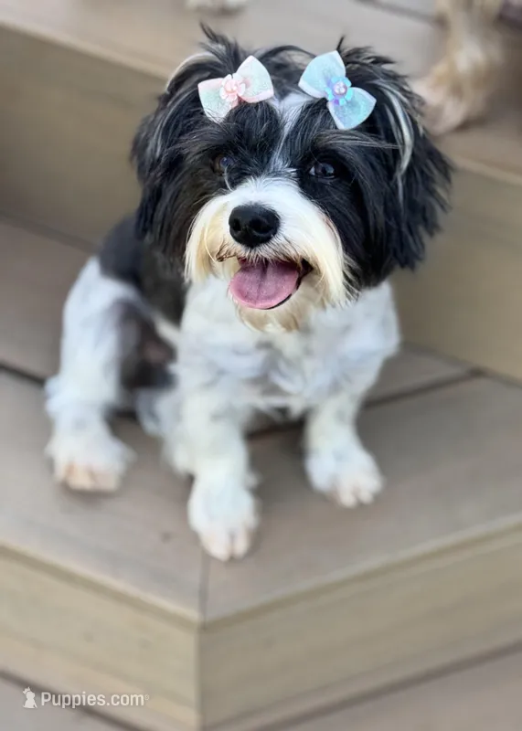 APRI/CKC Reg female 8 pounds  – Yorkshire Terrier puppy for sale in New Braunfels, TX