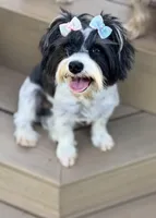 APRI/CKC Reg female 8 pounds , a female Yorkshire Terrier for sale in New Braunfels, TX – Photo 1 of 5