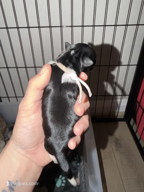 Light pink collar  – Yorkshire Terrier puppy for sale in New Braunfels, TX