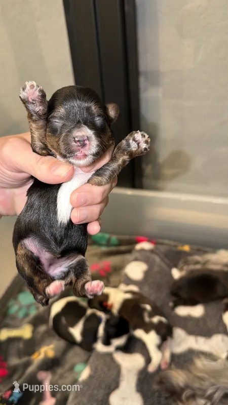 TINY CHARTing 4.5 pounds (LIGHT PINK COLLAR) – Yorkshire Terrier puppy for sale in New Braunfels, TX