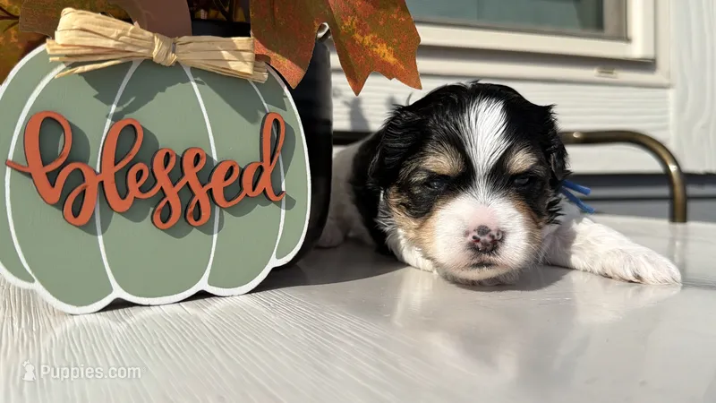 Blue collar  – Yorkshire Terrier puppy for sale in New Braunfels, TX