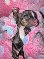 Registered Brindle male , a male Yorkshire Terrier for sale in New Braunfels, TX – Photo 1 of 3