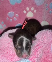 Registered Brindle male , a male Yorkshire Terrier for sale in New Braunfels, TX – Photo 3 of 3