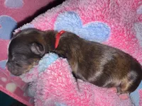 Registered Brindle male , a male Yorkshire Terrier for sale in New Braunfels, TX – Photo 2 of 3