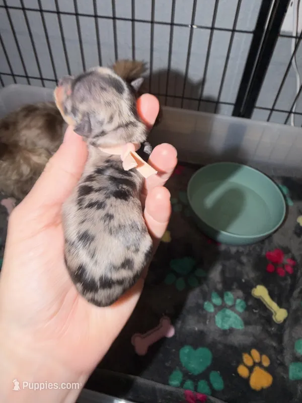 Blueberry Merle (pink collar) – Yorkshire Terrier puppy for sale in New Braunfels, TX