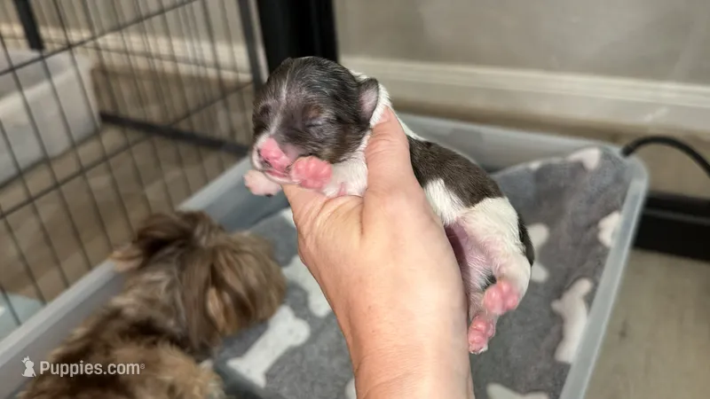 Chocoberry Merle (blue collar) – Yorkshire Terrier puppy for sale in New Braunfels, TX