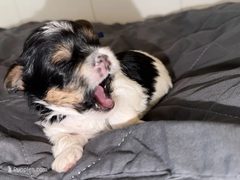 Tiny Ckc blue collar male  – Yorkshire Terrier puppy for sale in New Braunfels, TX