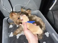 CKC Blonde Parti, a female Yorkshire Terrier for sale in New Braunfels, TX – 2 of 2