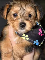 Traditional yellow collar , a male Yorkshire Terrier for sale in New Braunfels, TX – 3 of 3