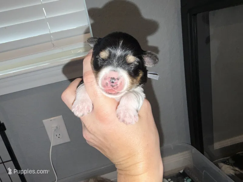 Grey collar  – Yorkshire Terrier puppy for sale in New Braunfels, TX