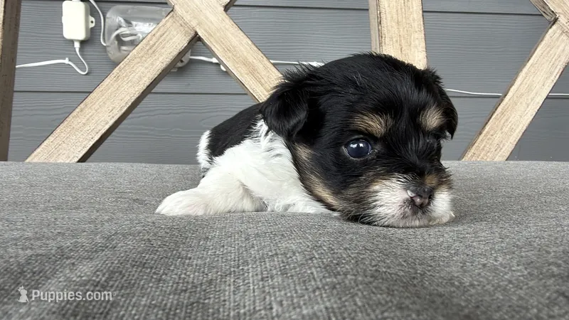 CKC REG Brown Collar Male  – Yorkshire Terrier puppy for sale in New Braunfels, TX